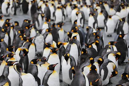 Императорским пингвинам предрекли скорое исчезновение