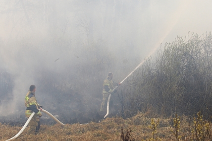 Раскрыт ущерб от лесных пожаров в российском регионе