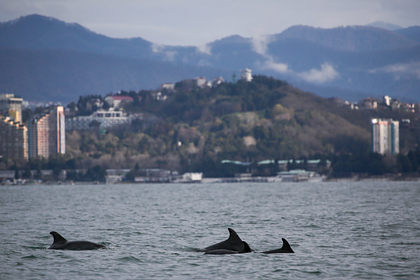 В Сочи начали массово гибнуть дельфины
