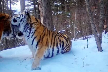 «Свидание» амурских тигров запечатлели на фото в Приморье
