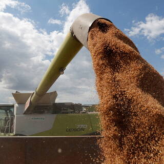 В ООН призвали Путина открыть порты в Черном море для вывоза пшеницы с Украины