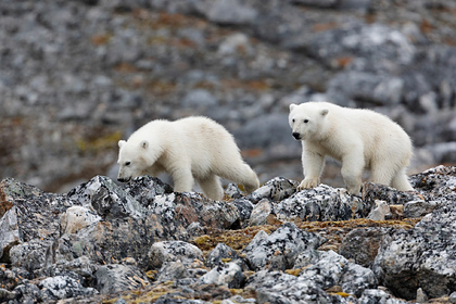 Российские  ученые нашли следы медведицы с тремя детенышами в Арктике