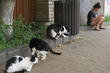 В Зеленоградске установили гигантскую когтеточку для кошек