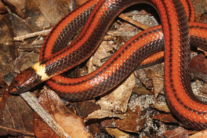 В Парагвае найден новый вид неядовитых змей
