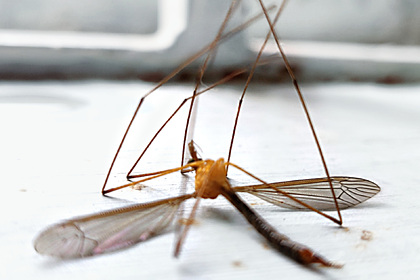 Россиян предупредили о риске заразиться экзотической инфекцией через укус комара