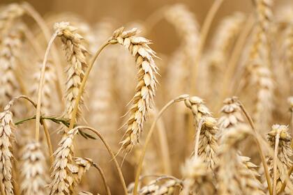 Запад поможет Украине поставлять пшеницу на мировые рынки
