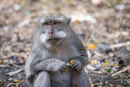Случаи заражения редкой оспой обезьян выявили еще в двух странах