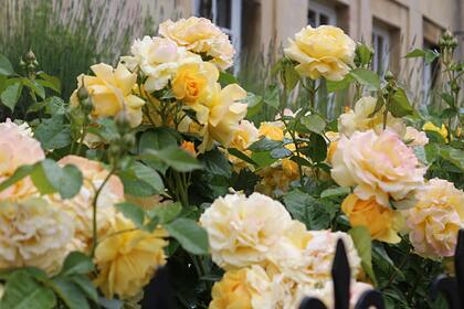 В Сочи появится единственный в России лабиринт из роз