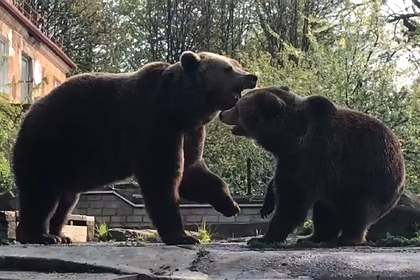 В российском зоопарке показали брачные игры медведей