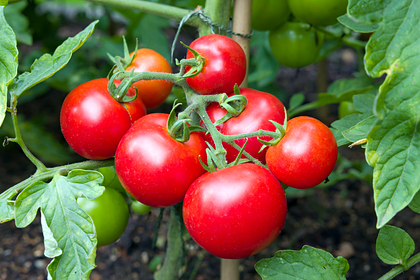 Названы признаки опасного для здоровья помидора