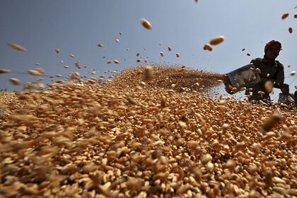 В Индии задумали разрешить экспортировать часть пшеницы
