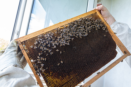 Стало  известно о глобальном вымирании пчел из-за нового вируса