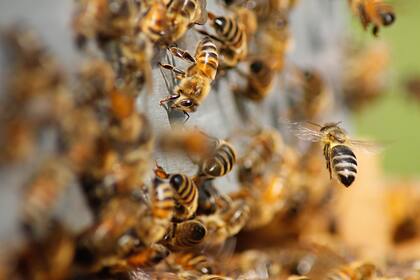 Пчелы убили случайно потревожившего их гнездо мужчину
