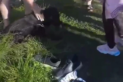 Мужчина спас собаку из ливневого канала в Сочи