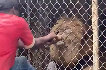 Разъяренный лев обглодал палец смотрителю зоопарка и попал на видео