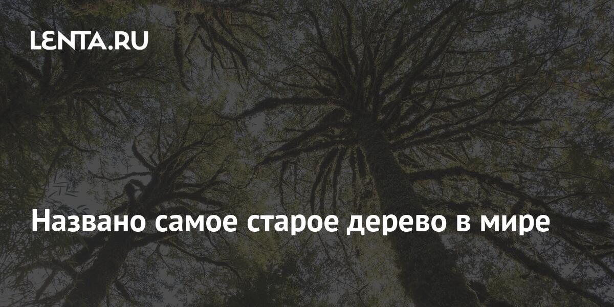 Названо самое старое дерево в мире: Наука: Наука и техника: Lenta.ru