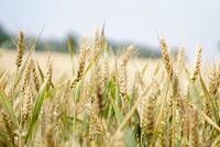 Власти предсказали рекордный урожай зерновых в России 