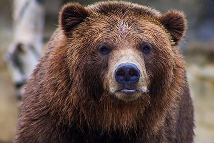 Медведь напал на лодку с россиянами и убил одного из них