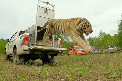 Амурский тигр вернулся в дикую природу после реабилитации
