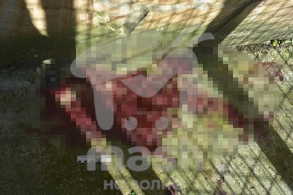 В парке хищников «Тайган» в Крыму на сотрудника напал ягуар