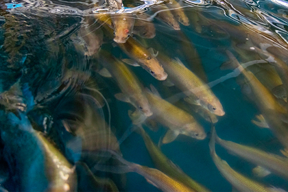 На Ямале впервые изучат сиговые виды рыб