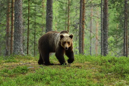 Россиянка лейкой отбила ребенка от напавшего медведя