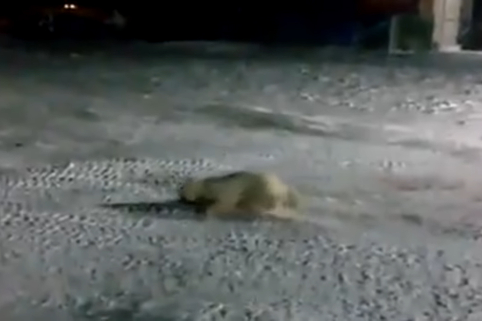 Кадр из видео с пострадавшим медведем