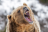 «У медведя пострадал мозг» Россияне в тайге массово убивают и калечат медведей. Почему между ними идет жестокая война?