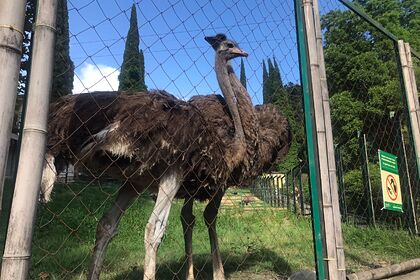 В Сочи привезли двух африканских страусов