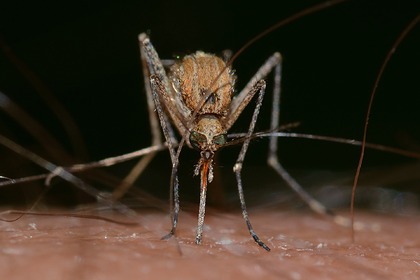 Эпидемиолог предупредил об опасности заражения «малой чумой» от мух и комаров