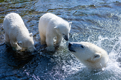 Обнаружена адаптировавшаяся к потеплению популяция белых медведей