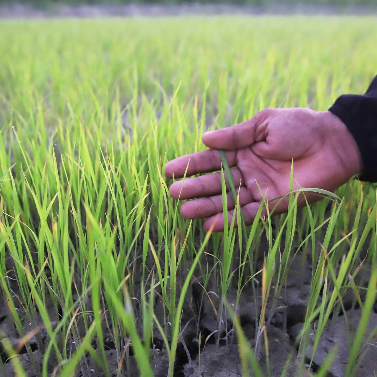 Russian agriculture. Сарацинское пшено. Максимальный урожай с гектара на Кубани. Фото в Дагестане рекордно посеяли рис.