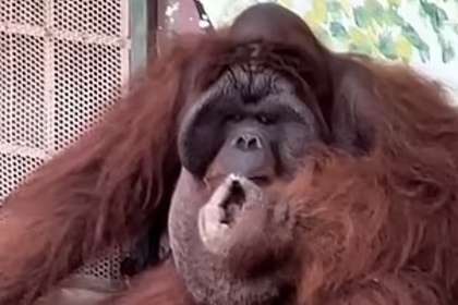 Орангутан покурил сигарету на глазах у посетителей и попал на видео