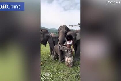 Слон случайно раздел модель и попал на видео