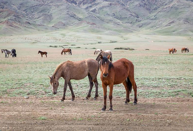 Лошади в Чарынском каньоне, 200 километров от Алма-Аты