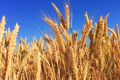 Молдавия отменила запрет на экспорт муки и пшеницы