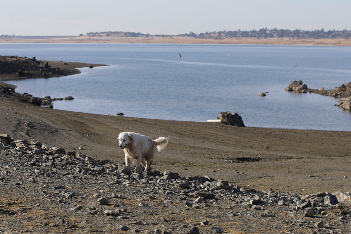 Собака гуляет по изменившейся от засухи береговой линии озера Фолсом, ноябрь 2014 года