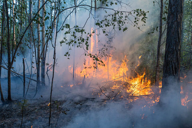 Пожар в нацпарке «Ленские столбы», Якутия. 