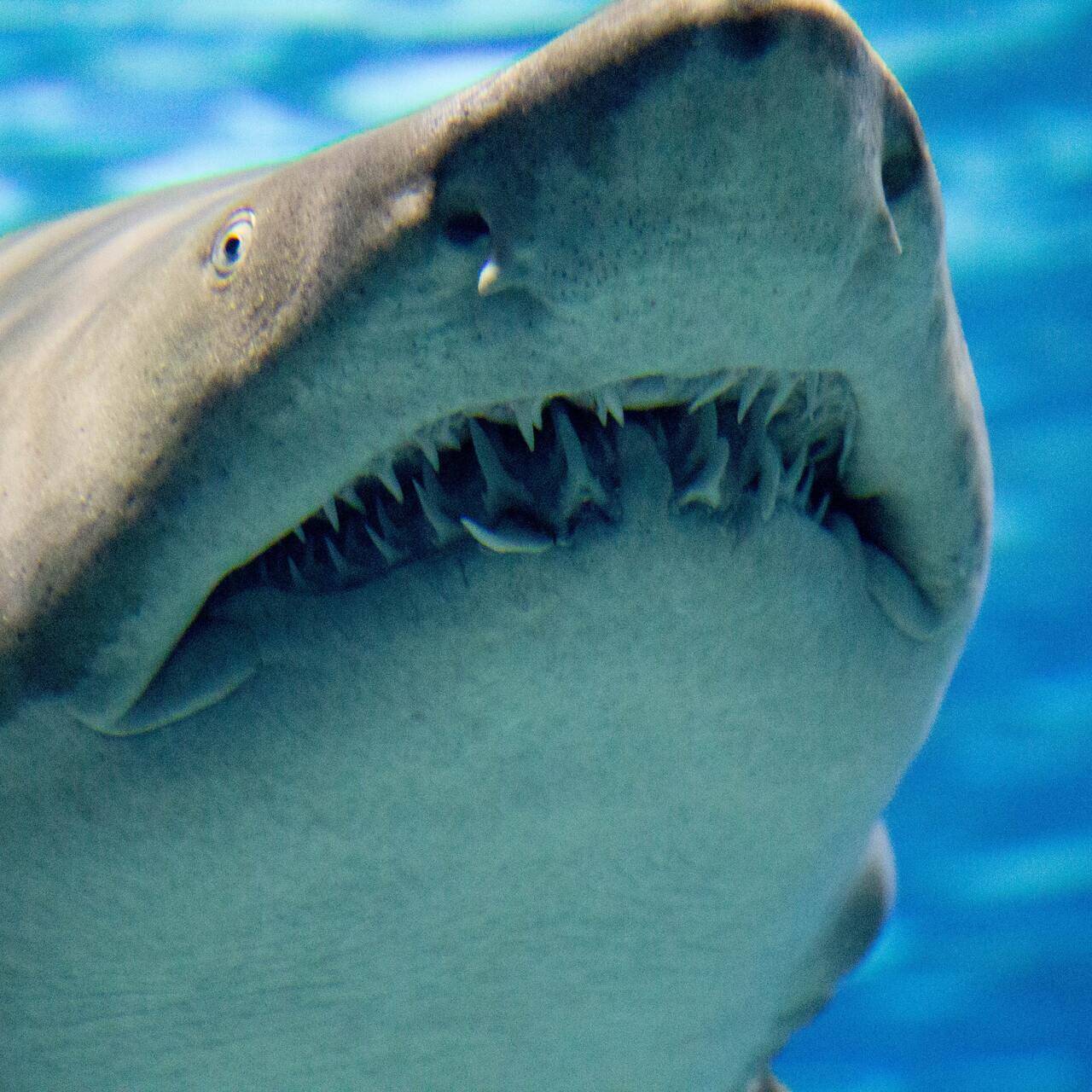 Появление челюстей у позвоночных. Тигровая акула челюсти.