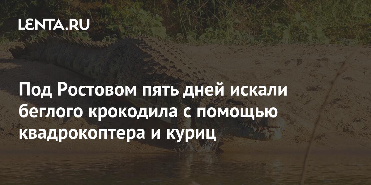 Крокодил парк вити черевичкина. Крокодил в батайске. Ростовский зоопарк динозавр. Крокодил в парке вити черевичкина. Крокодил в батайске.