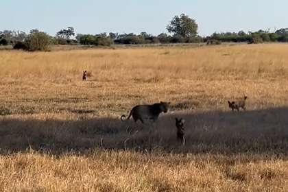 Стая гиеновидных собак окружила львицу ради спасения сородича и попала на видео