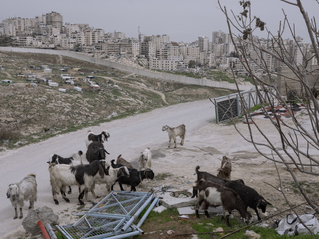 Козы пасутся на фоне части израильской стены, окружающей палестинский лагерь беженцев Шуафат