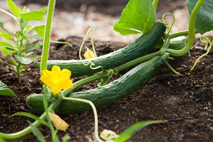 Агроном перечислила россиянам идеальные для посадки в июле овощи