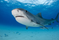 Ихтиолог назвал крайне опасную для человека акулу после нападения на туристку 