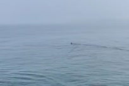 Трехметровую акулу засняли у берега Владивостока