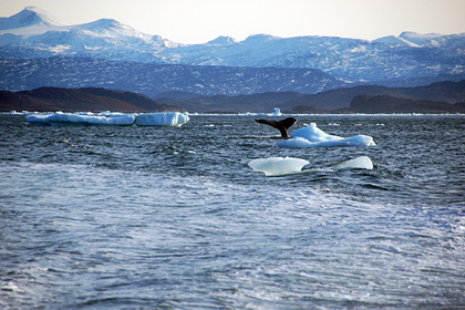 Раскрыты причины резкого потепления в Арктике