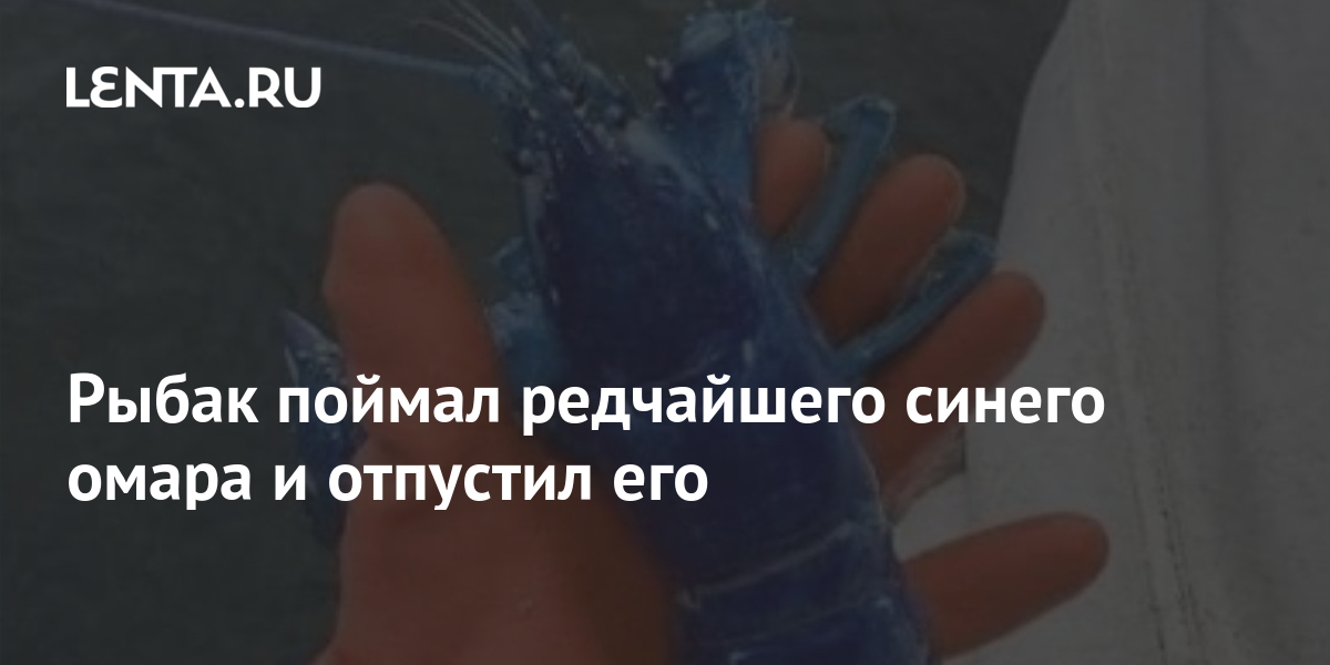 Рыбак поймал редчайшего синего омара и отпустил его: Звери: Из жизни ...