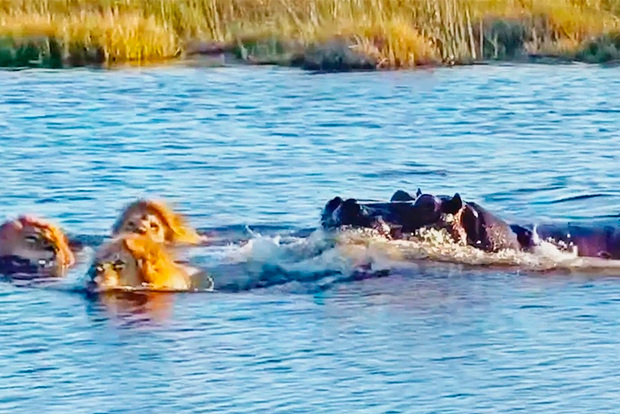 Вводная картинка