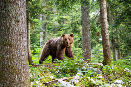 Популярный турмаршрут у Байкала закрыли из-за медведей