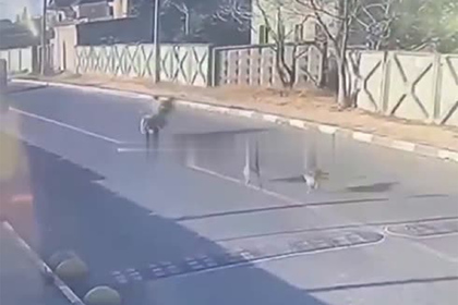 Смертельное ДТП из-за игры собак на российской дороге попало на видео